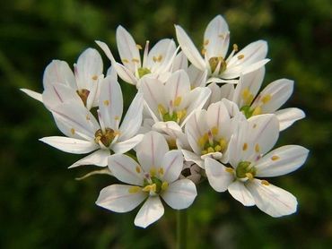 Bloeiwijze van Hairy garlic, gefotografeerd in het zuidwesten van Groot-Brittanië