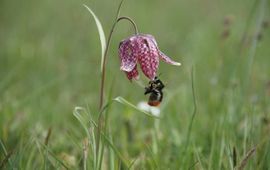 Steenhommel bezoekt kievitsbloem