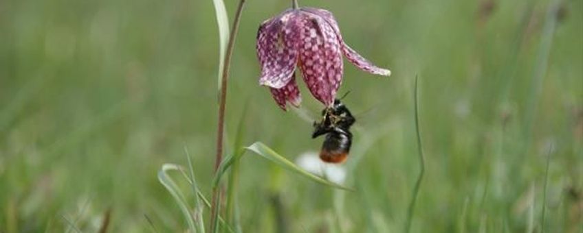 Steenhommel bezoekt kievitsbloem