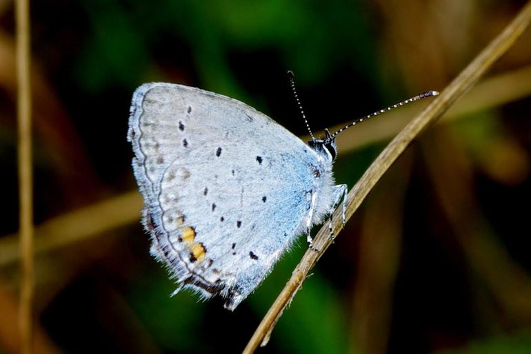 Het staartblauwtje onderscheidt zich van andere blauwtje door het kleine 'staartje' aan de vleugels.