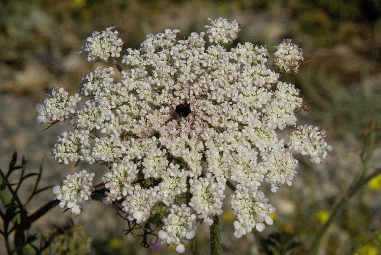 Het middelste bloemetje van het bloemscherm van wilde peen is donkergekleurd