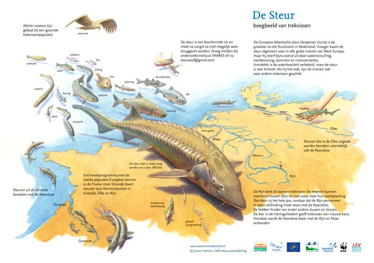 De steur: boegbeeld van trekvissen (pdf; 0,4 MB)