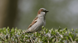 Huismus in heg