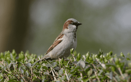 Huismus in heg
