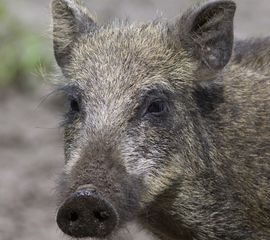 Sus scrofa 18, Wild zwijn, Saxifraga-