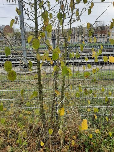 Jonge Boomhazelaar in de Nijmeegse spoorkuil