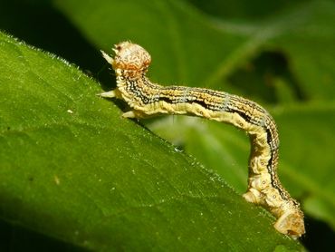 De rups van de grote wintervlinder: één van de daders