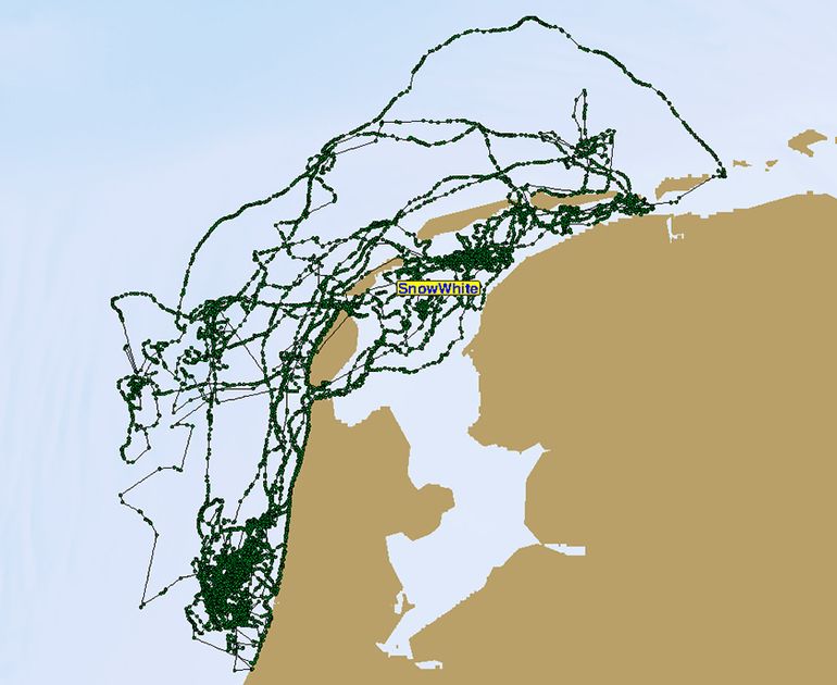 Bewegingen gezenderde opvangzeehond Snow White in de periode januari tot en met juni 2020
