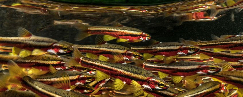 Zoetwatervissen - Tennessee Dace, Hiwassee River