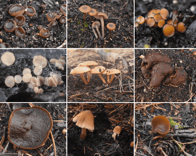 Boven, v.l.n.r.: Purperbruine brandplekbekerzwam, Knobbelsporig pekzwammetje, Gewoon houtskoolbekertje. Midden: Brandpelsbekertje, Brandplekbundelzwam, Oliebolzwam. Onder: Purperbruine brandplekbekerzwam, Brandplekinktzwam, Beroete brandplekbekerzwam