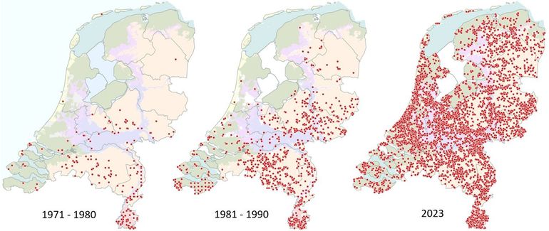 Verspreiding van de gehakkelde aurelia in twee perioden in de vorige eeuw en de waarnemingen uit 2023