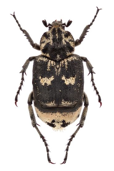 De kortvleugelboorkever (Valgus hemipterus) leeft graag in dode boomstammen, ook in de stad