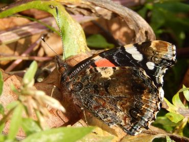 Als het koud is zitten atalanta's weggekropen. Wordt het warmer en zonnig, dan komen ze tevoorschijn