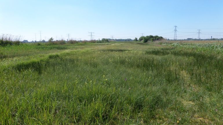 Het Paddenpad, vroeger agrarische grasland, werd twintig jaar geleden geplagd en is inmiddels één van de meest soortenrijke graslanden in de Krimpenerwaard