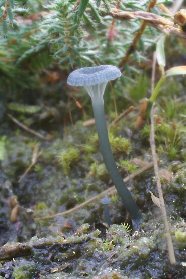 Blauwgroen trechtertje