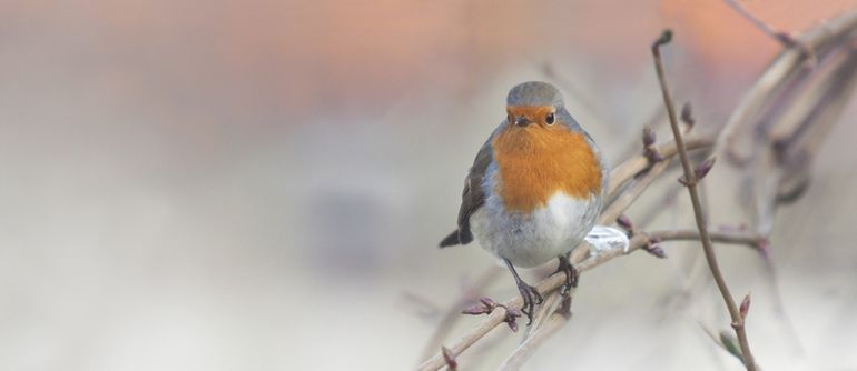 's Winters worden er veel roodborstjes gezien in de tuin