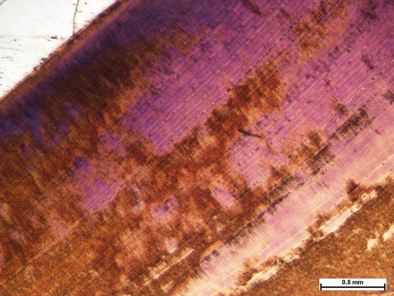 Growth lines on the inside of a tooth (the so-called 'von Ebner lines') are created daily, thus forming a time capsule of the last days of a Triceratops.  By taking samples from these growth lines, researchers can determine whether Triceratops lived on different - or the same - food sources