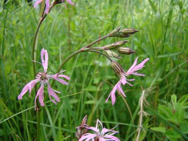 Echte koekoeksbloem in Hortus Nijmegen