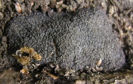Tuber melanosporum. Zwarte truffel