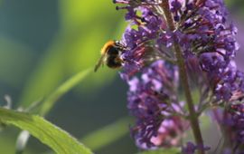 Een akkerhommel op een vlinderstruik.