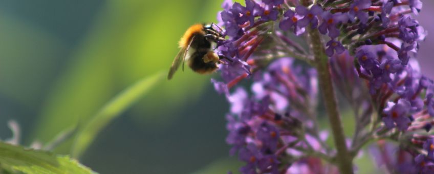 Een akkerhommel op een vlinderstruik.