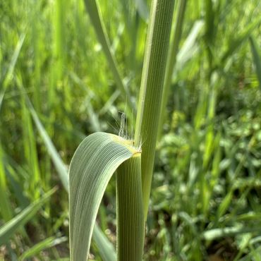 Riet heeft een tongetje van haren. Vooral bij jonge planten zijn deze haren lang en duidelijk zichtbaar