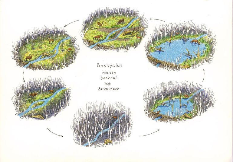 Boscyclus in een beekdal met een bevermeer