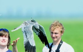 Grauwe Kiekendief wordt vrijgelaten met GPS-logger.