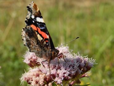 Koninginnekruid bloeit nog en is aantrekkelijk voor vlinders, waaronder de atalanta