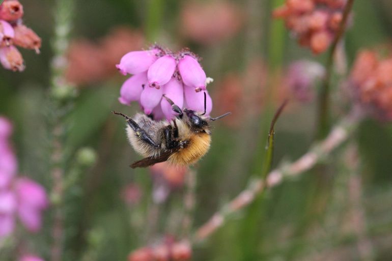 Heidehommel op gewone dophei