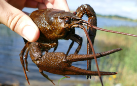 Bram Koese Turkse rivierkreeft - Pontastacus leptodactylus