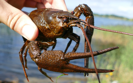 Turkse rivierkreeft - Pontastacus leptodactylus