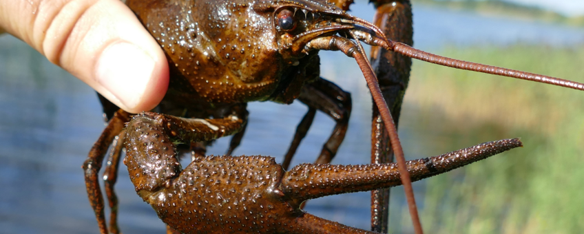 Turkse rivierkreeft - Pontastacus leptodactylus