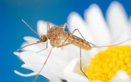 Vrouwtje huissteekmug op bloem Culex pipiens