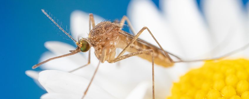 Vrouwtje huissteekmug op bloem Culex pipiens