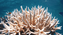 Bleached Acropora.