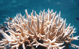 Bleached Acropora.