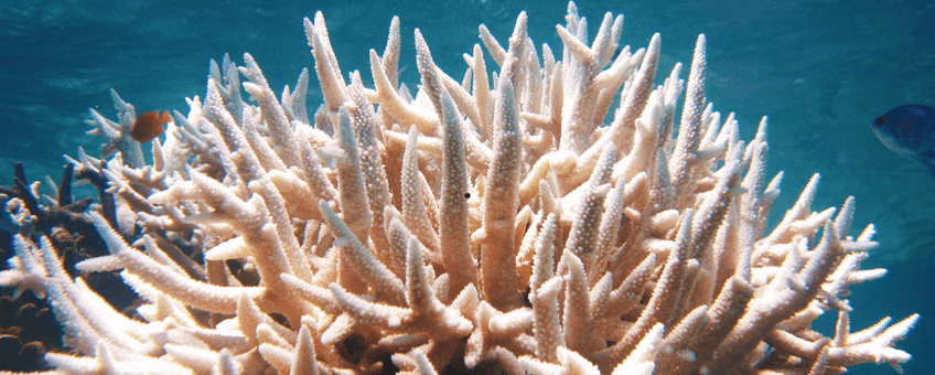 Bleached Acropora.