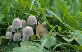 Zwerminktzwam, Heemtuin Leiderdorp, 23 sep 2026