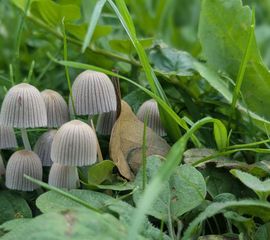 Zwerminktzwam, Heemtuin Leiderdorp, 23 sep 2026