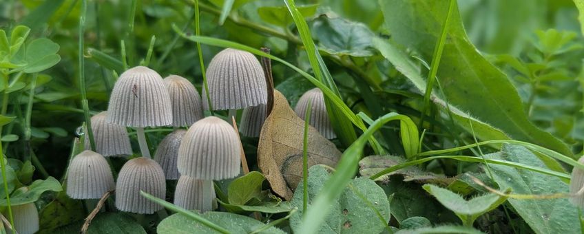 Zwerminktzwam, Heemtuin Leiderdorp, 23 sep 2026