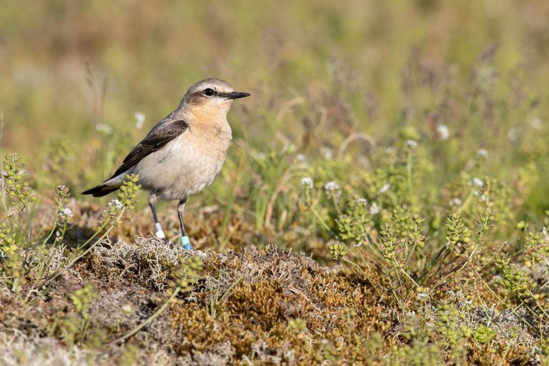 For Northern Wheatears, a sandy soil without dense growth with grass is important.  On open bottoms, they can run after their prey