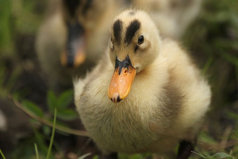 Lichte kuikens, ook wel ‘soepeenden’ genoemd door kruising met tamme eenden, vallen meer op dan donkere en lopen daardoor een grotere kans om opgegeten te worden