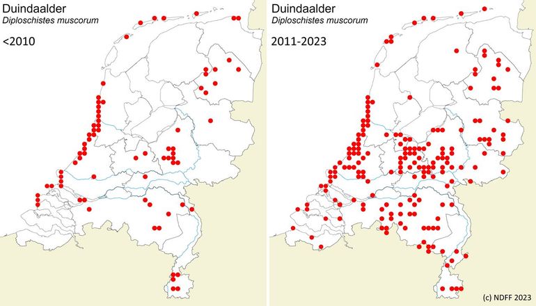 Verspreiding duindaalder, voor 2010 en 2011-2023