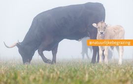 Bob Luijks, Natuurportret Tauros met kalf