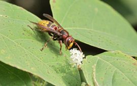 Vespa crabro, (Europese) hoornaar