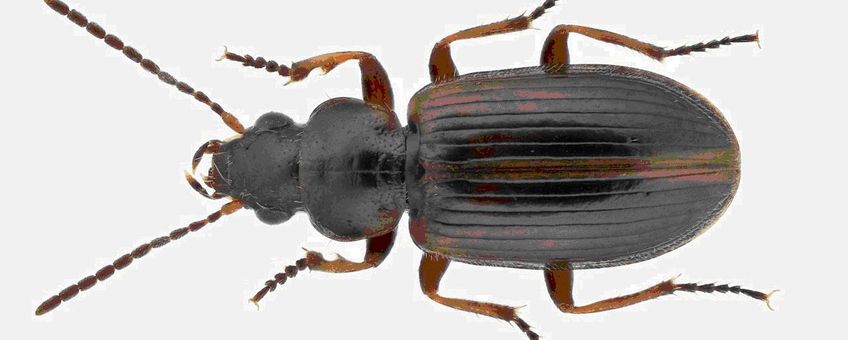 Heidehaaroogkever,Trichocellus cognatus, één van de soorten die in de winter actief blijven. Foto: Theodoor Heijerman, Stichting Willem Beijerinck Biologisch Station.