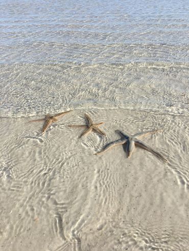 Sea stars