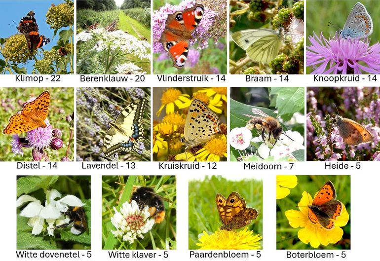 De veertien onderzochte planten op volgorde van populariteit en met het gemiddeld aantal insectenbezoeken per 10 minuten