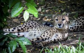 Pixabay Cheetah
